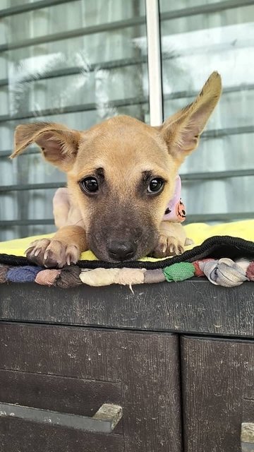 Brownie - Mixed Breed Dog