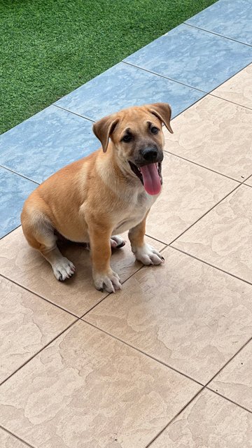 Brownie - Mixed Breed Dog