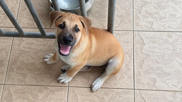 Brownie - Mixed Breed Dog