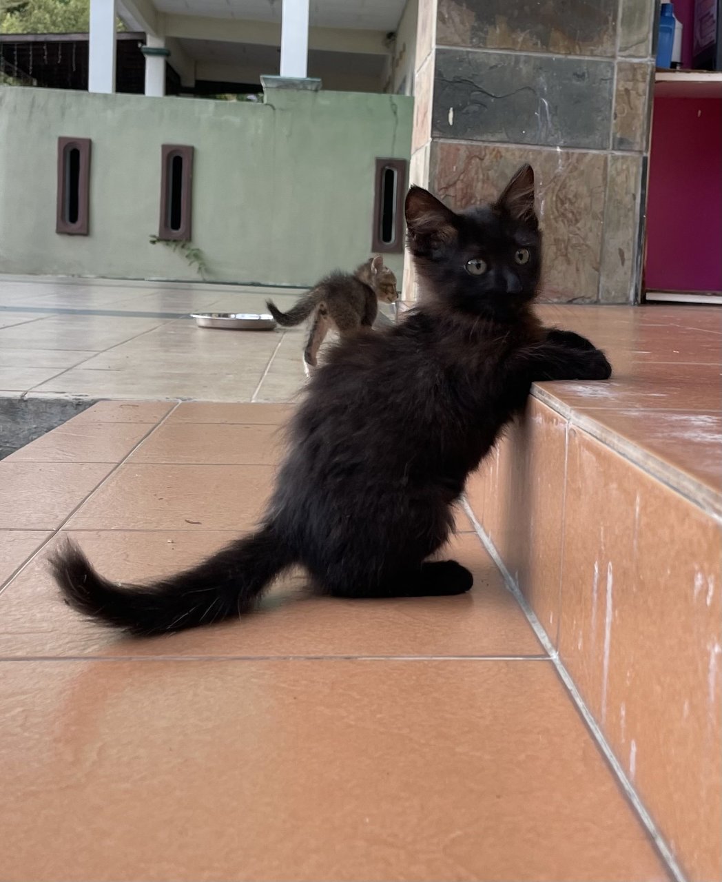 Blacky - Domestic Long Hair Cat