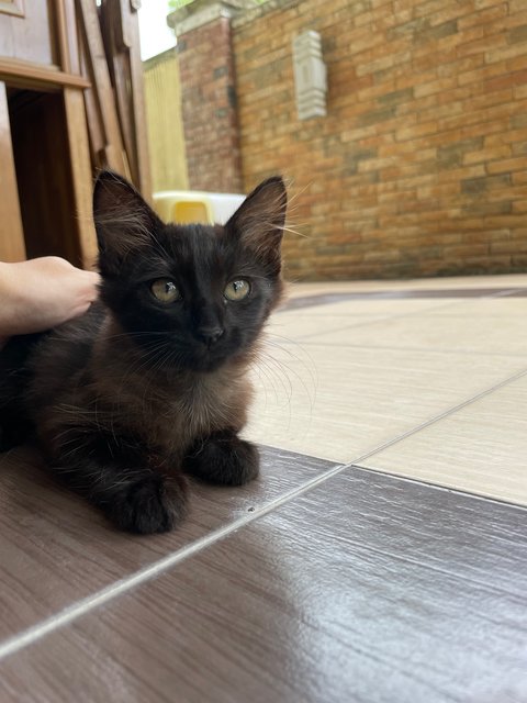 Blacky - Domestic Long Hair Cat