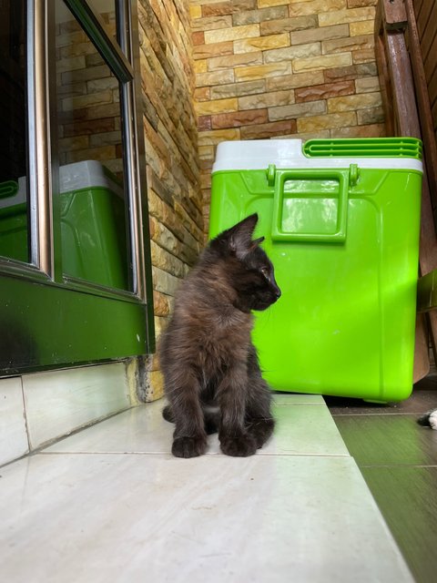 Blacky - Domestic Long Hair Cat