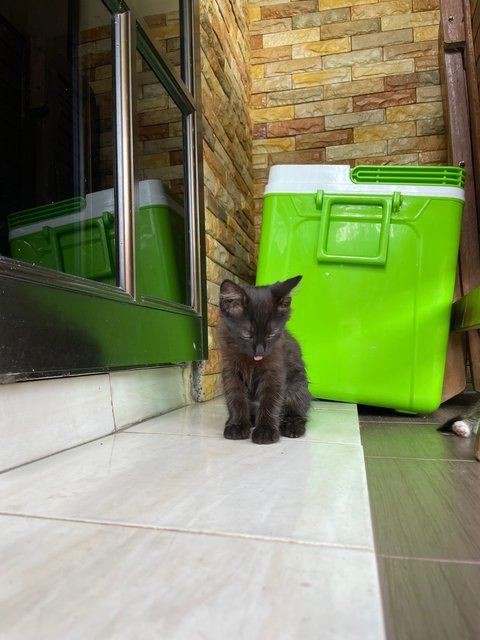 Blacky - Domestic Long Hair Cat