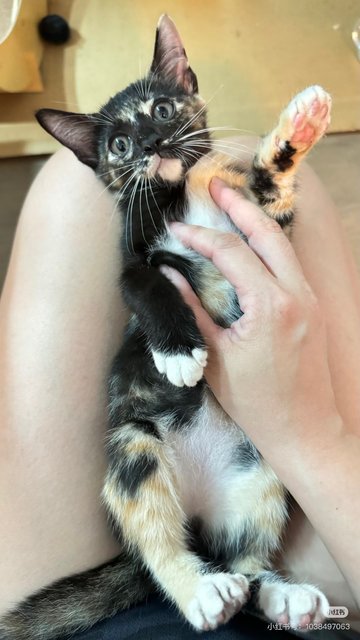 Mee Mee  - Tortoiseshell + Calico Cat