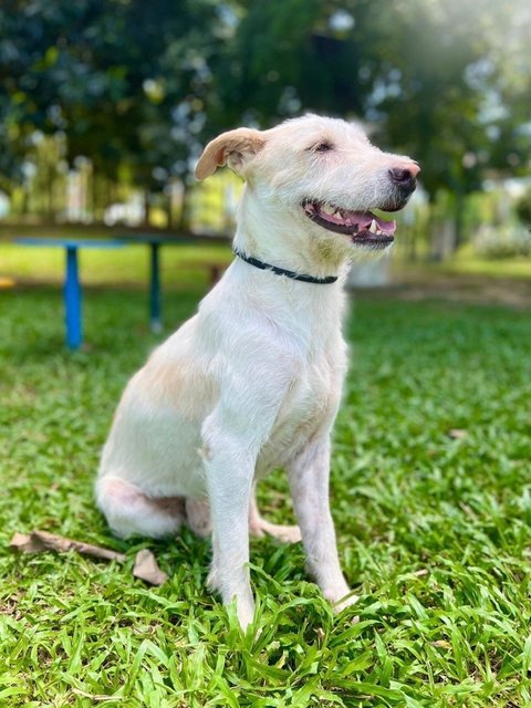 Griffin - Terrier Mix Dog