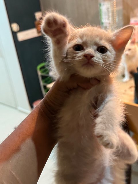 Lucky Tiger - Persian + Siamese Cat