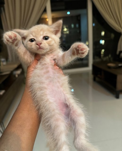 Lucky Tiger - Persian + Siamese Cat