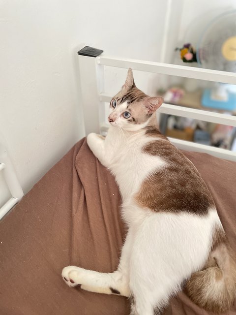 Coco 🧸 - Domestic Short Hair Cat