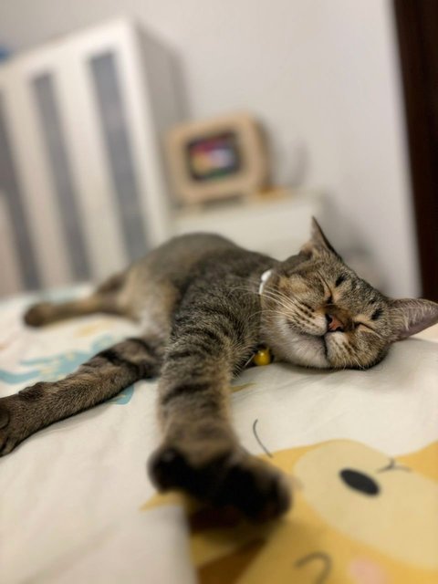 Waffles: A 2-in-1 Play &amp; Chill Buddy - Domestic Short Hair Cat