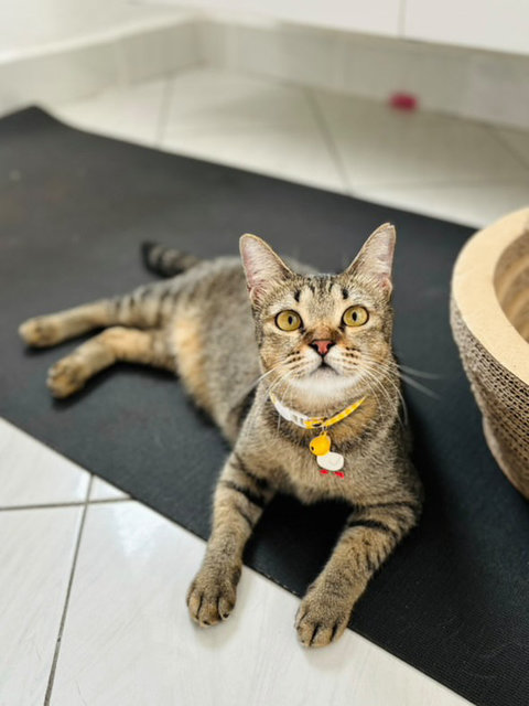 Waffles: A 2-in-1 Play &amp; Chill Buddy - Domestic Short Hair Cat