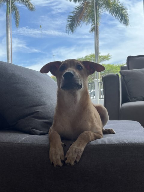 Sukkot &amp; Sabbath - Black Mouth Cur Dog