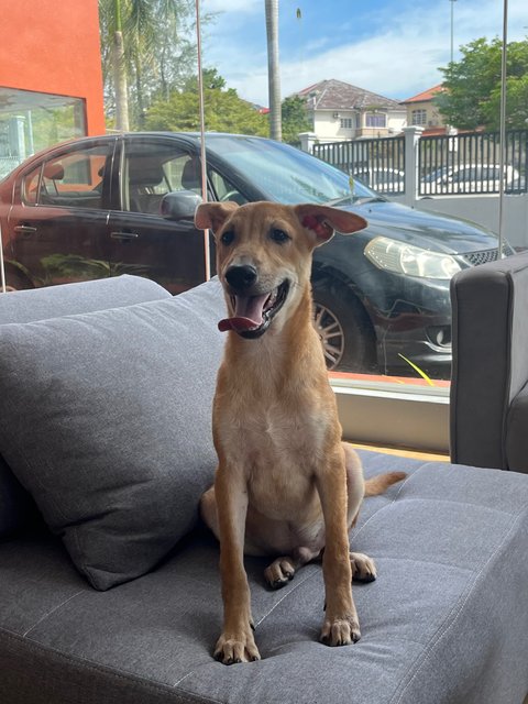 Sukkot &amp; Sabbath - Black Mouth Cur Dog