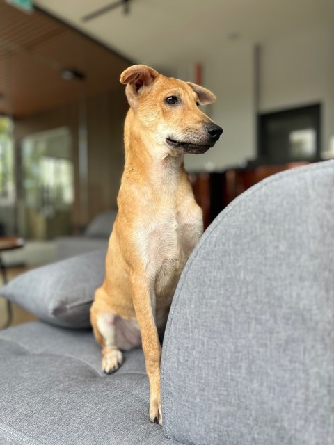 Sukkot &amp; Sabbath - Black Mouth Cur Dog