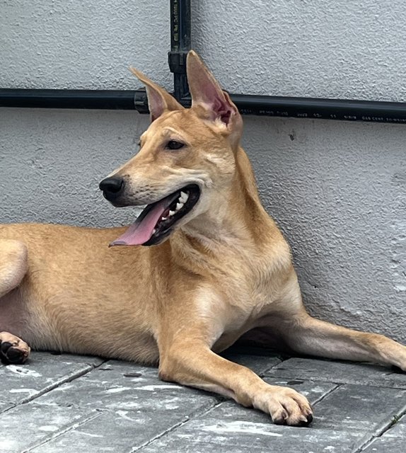 Sukkot &amp; Sabbath - Black Mouth Cur Dog