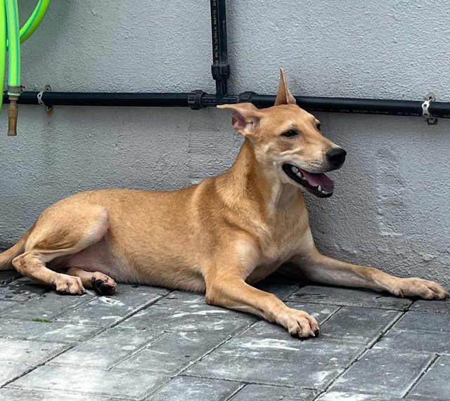 Sukkot &amp; Sabbath - Black Mouth Cur Dog