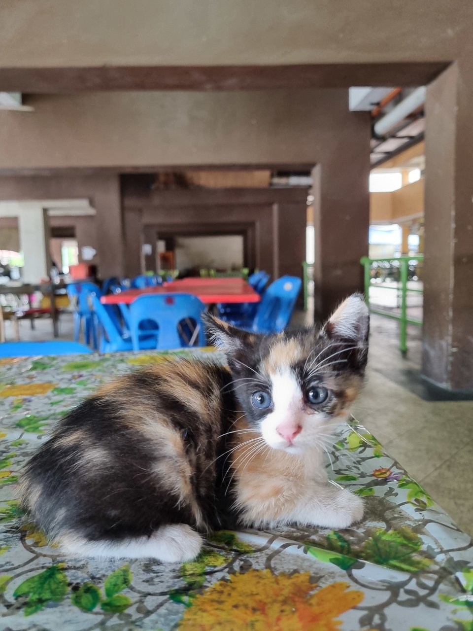 Cherry - Calico Cat