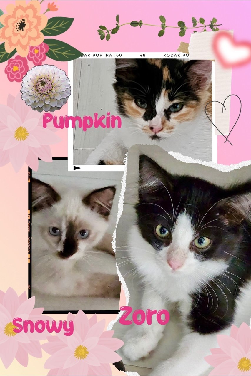 Adopted, Tq, Snowy, Pumpkin And Zoro - Domestic Medium Hair Cat