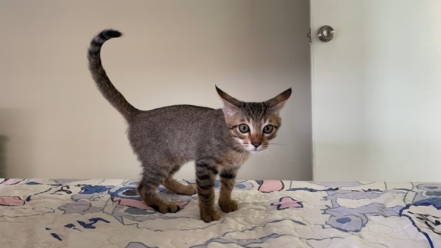 Dipsy - Domestic Short Hair + Tabby Cat