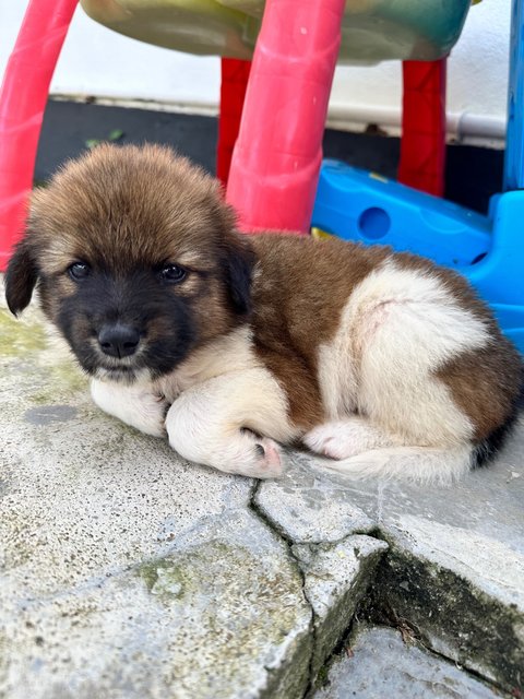 Coco &amp; Lola  - Mixed Breed Dog