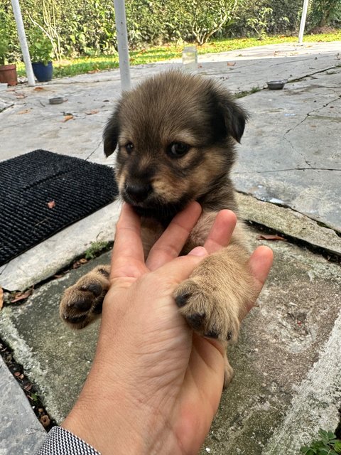 Coco &amp; Lola  - Mixed Breed Dog