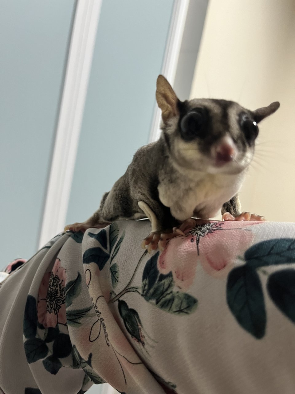 Rowena  - Sugar Glider Small & Furry