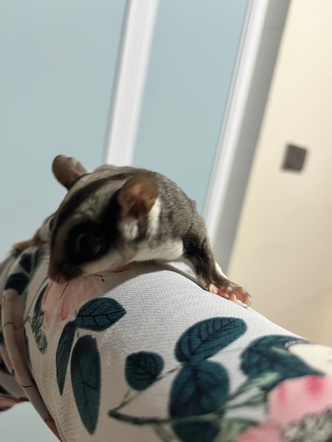 Rowena  - Sugar Glider Small & Furry