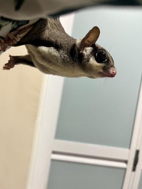 Rowena  - Sugar Glider Small & Furry