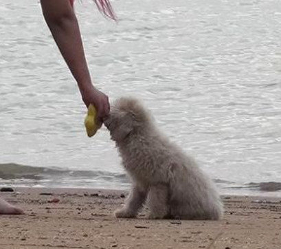 Salsa - Poodle Dog