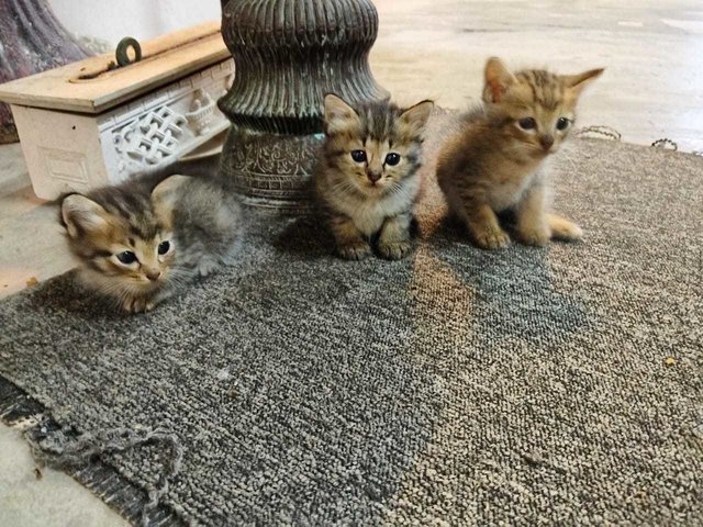 Twinkie, Nutmeg, Taffy - Domestic Medium Hair + Domestic Long Hair Cat