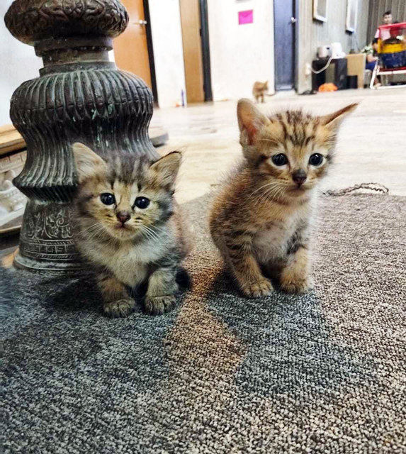 Twinkie, Nutmeg, Taffy - Domestic Medium Hair + Domestic Long Hair Cat