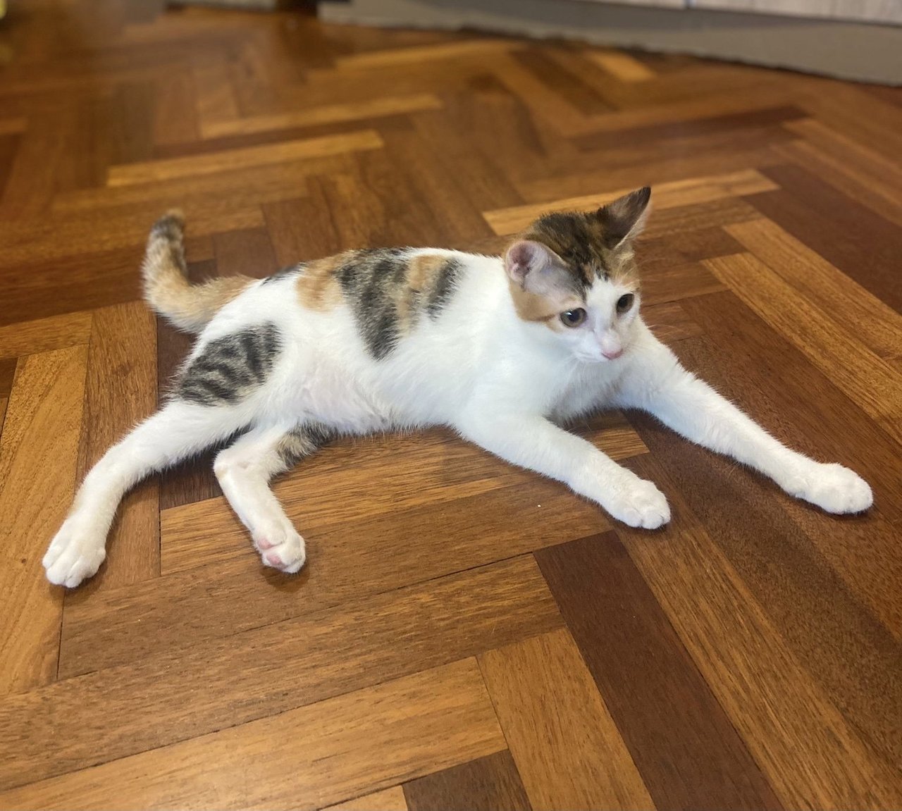 Cato - Penang  - Calico + Domestic Short Hair Cat