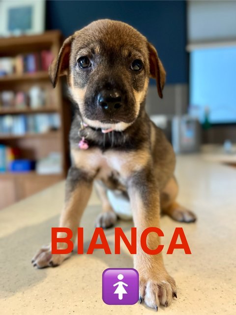 Bianca