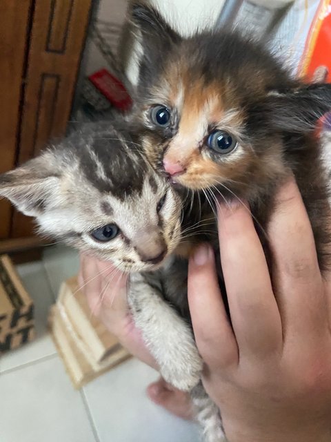 Yoda And Vader  - Norwegian Forest Cat + Munchkin Cat