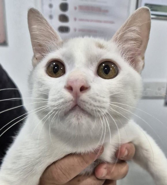 Jolly- Boy Kitten- In Penang  - Domestic Short Hair Cat