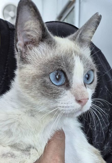 Laguna- Siamese Mix/ Blue Eyes-penang - Siamese Cat