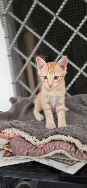 2 Male Kittens - Domestic Short Hair Cat