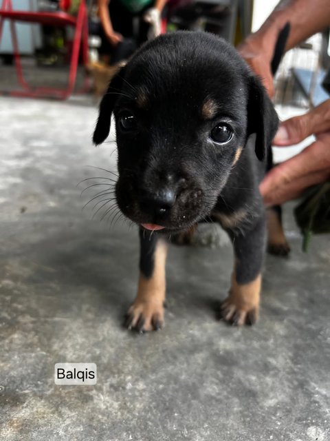 Black Beauties - Mixed Breed Dog