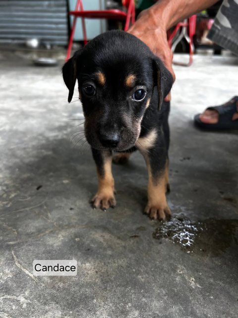 Black Beauties - Mixed Breed Dog