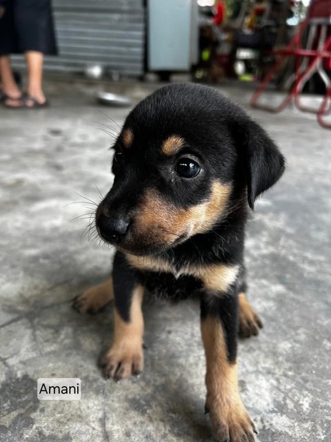 Black Beauties - Mixed Breed Dog