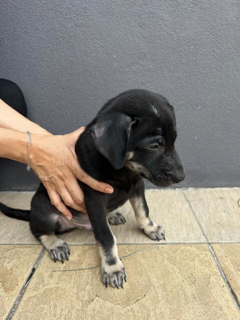 Cute Orphaned Puppies For Adoption - Mixed Breed Dog