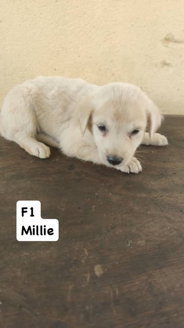 PF138046 - Mixed Breed Dog