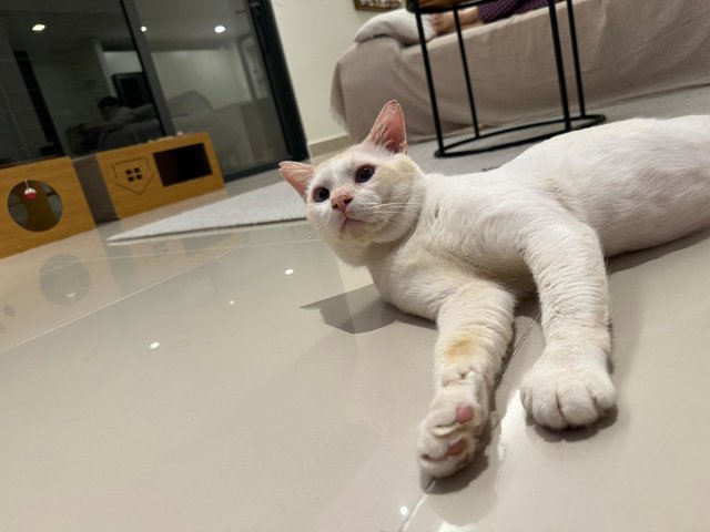 Lobak Putih (Lobie) - Domestic Short Hair Cat