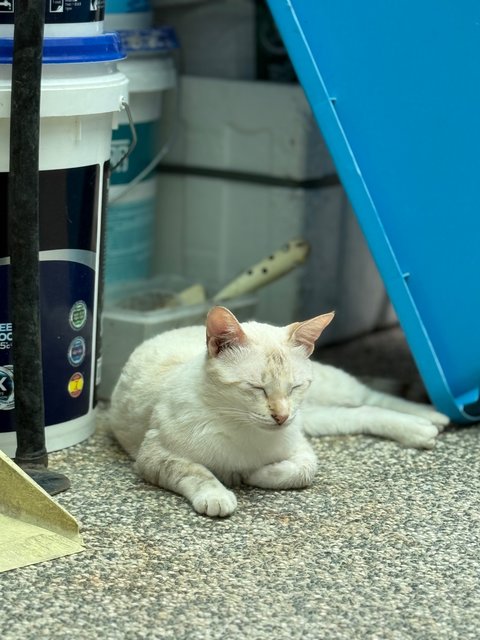 Milky - Domestic Short Hair Cat