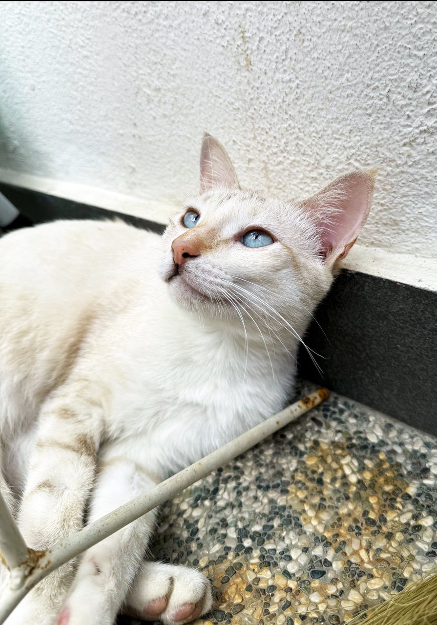 Milky - Domestic Short Hair Cat