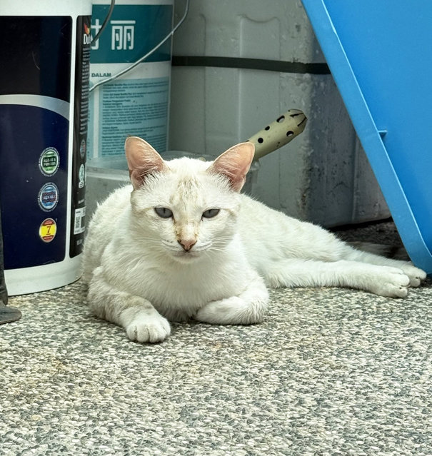 Milky - Domestic Short Hair Cat