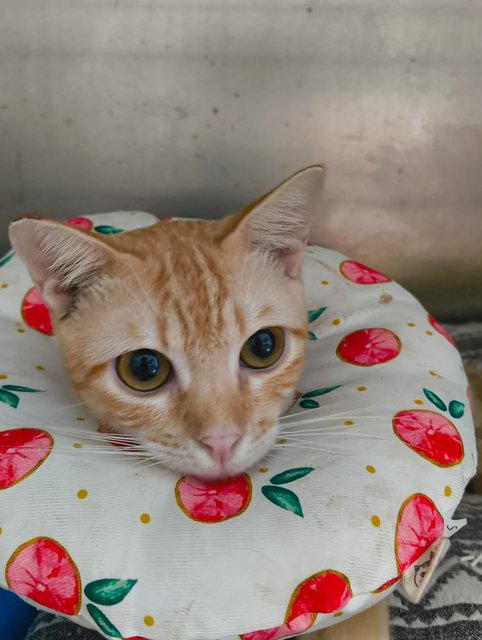 Labubu &amp; Labibi - Domestic Short Hair Cat