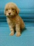 Apricot Toy Poodle Puppies - Poodle Dog