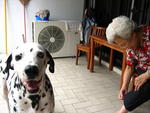 Dane - Dalmatian Dog