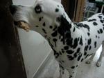 Dane - Dalmatian Dog