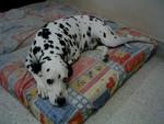 Dane - Dalmatian Dog